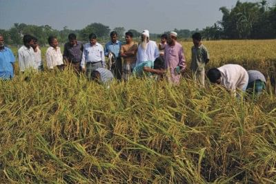 Scientists See Bright Prospect For High Yielding Bina Dhan The