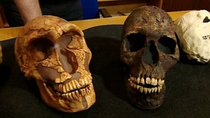 The Neanderthal skull (L) has larger eye sockets compared with a modern human skull (R). Consequently, the now extinct species used more of its brain to process visual information. Photo: BBC Online
