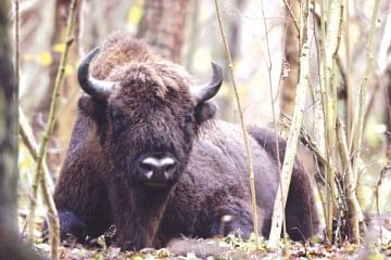 Zoobr –  the largest of the European mammals. Photo courtesy: Wikimedia