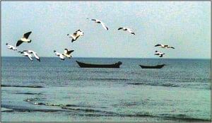 Arrival Of Migratory Birds Poor In Southern Coasts | The Daily Star