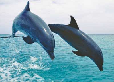 bengal dolphin