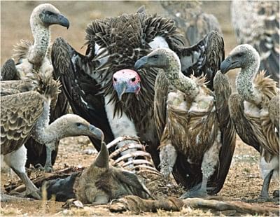 The Race to Save African Vultures