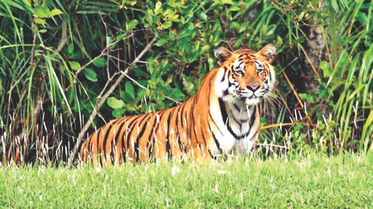 Only 100 tigers left in Bangladesh's famed Sundarbans forest
