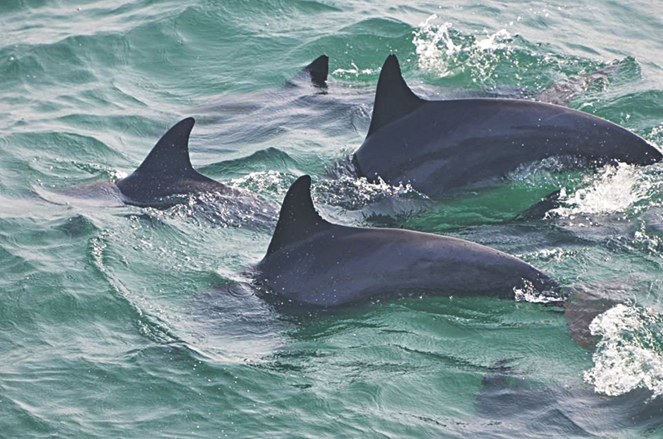 Perspective Chapter: Status of Dolphin in the Maritime Area of Bangladesh