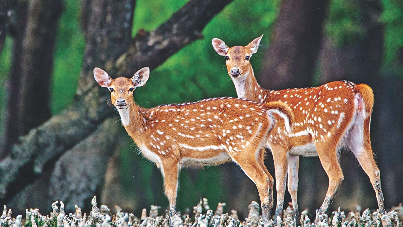 Sundarbans: The Allure of the Bengal Tiger | The Daily Star