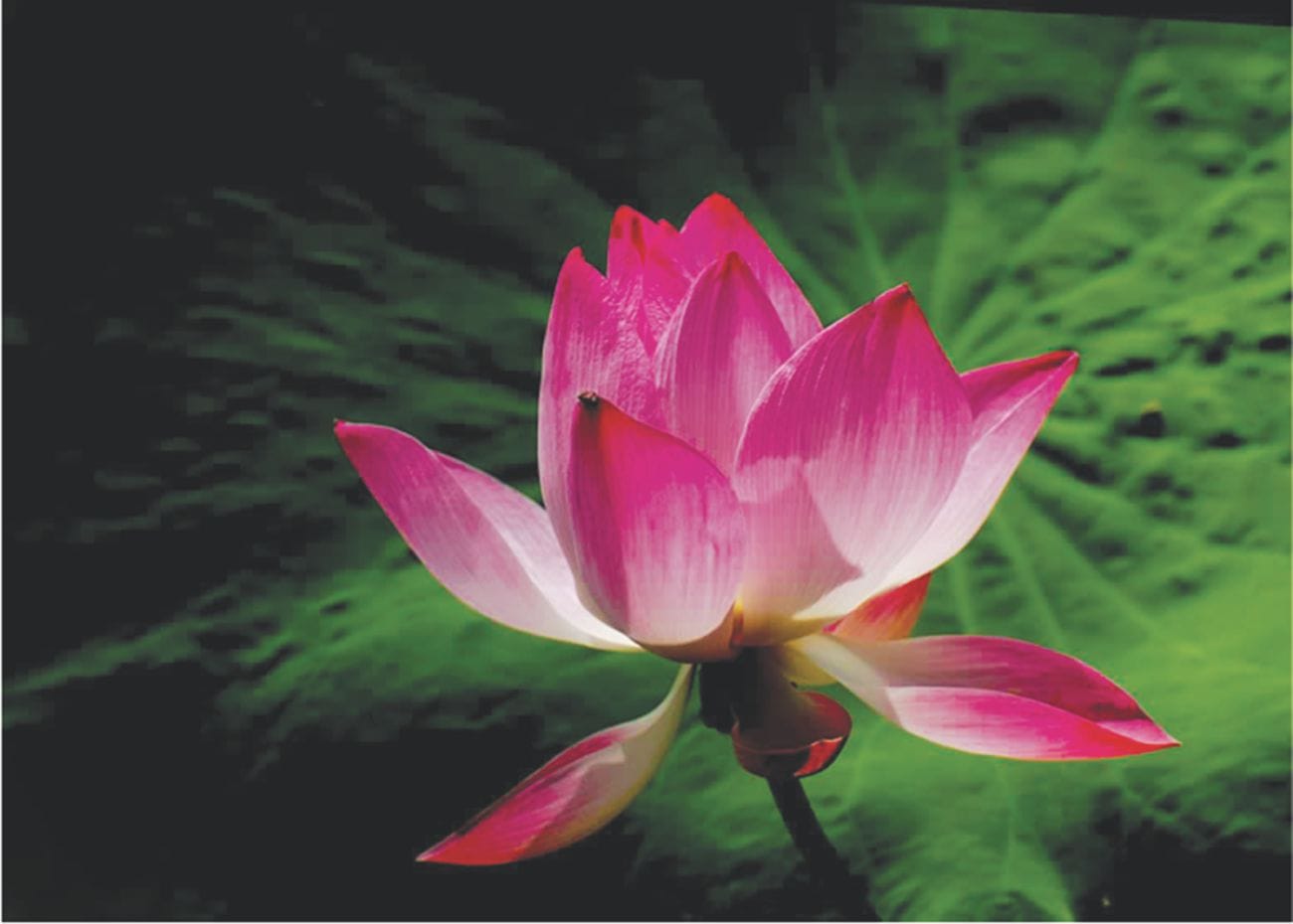 Water Lily Flower Meaning In Bengali Best Flower Site