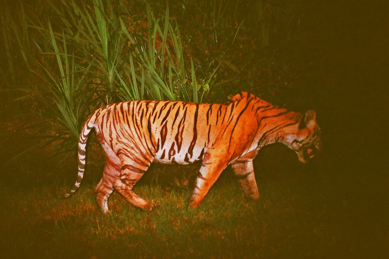 World Tiger Day 2018: Save royal bengal tigers' habitat Sundarbans |  undefined