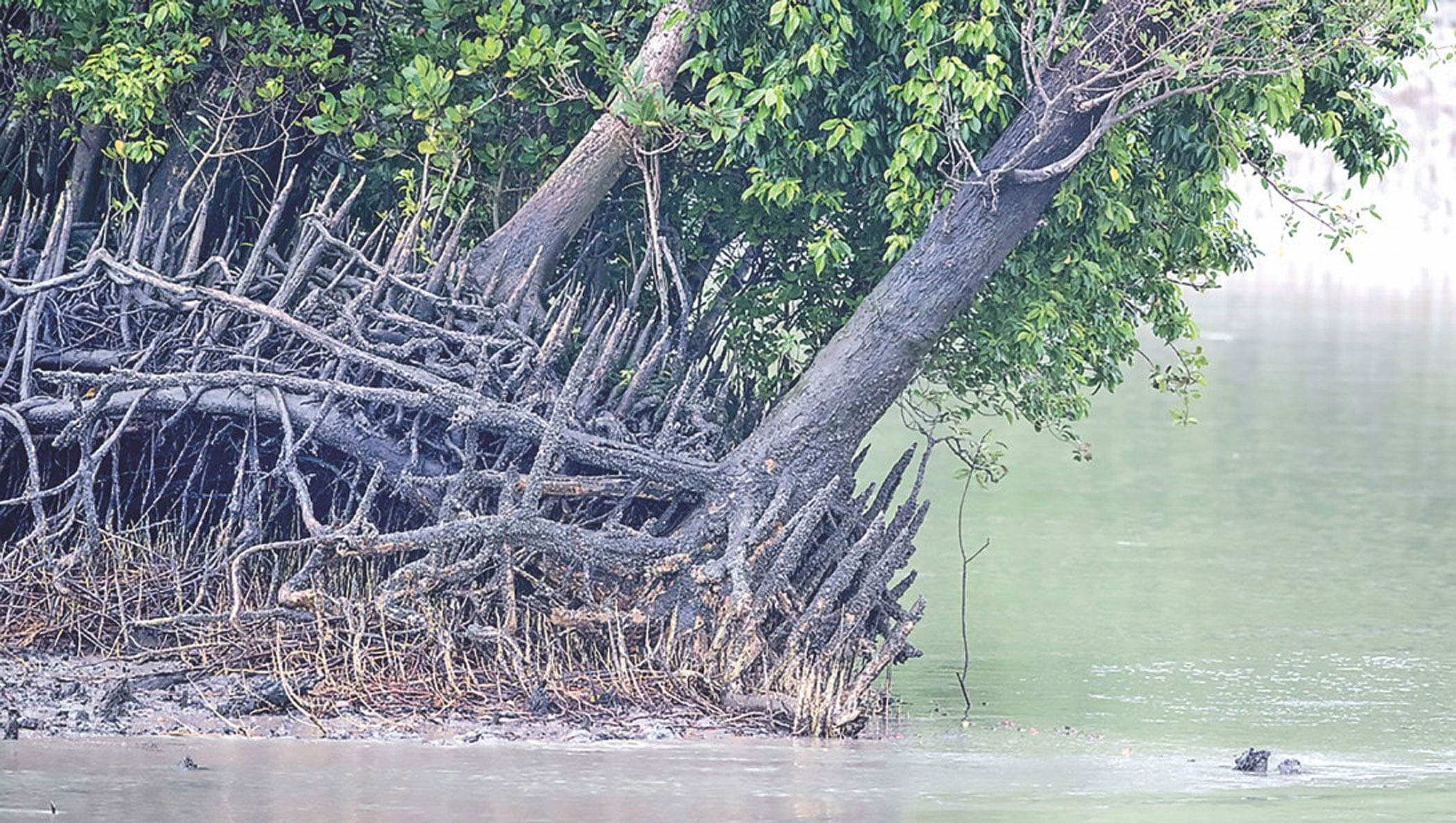 Bengal tigers: unsung heroes of the Sundarbans Mangroves