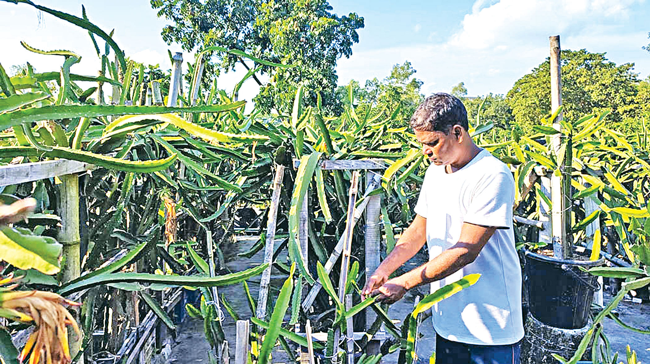 Dragon fruit grower turns house into an orchard The Daily Star photo