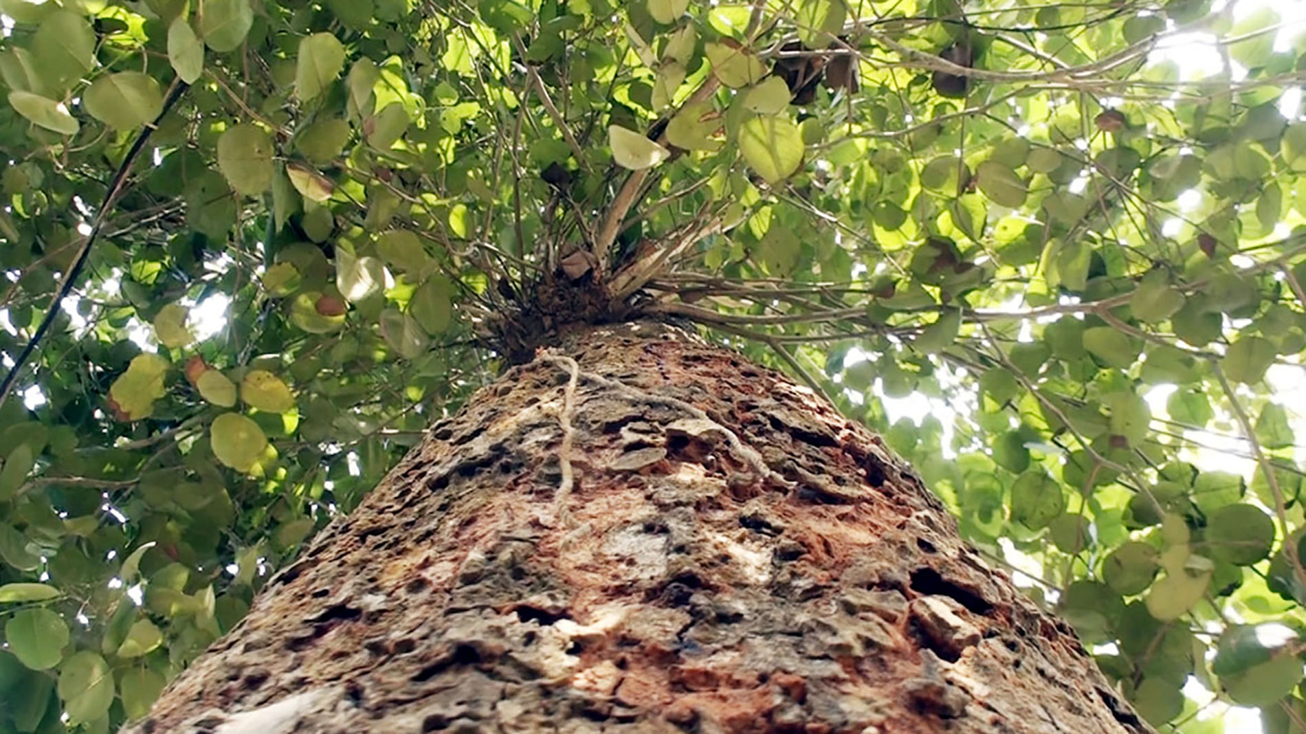 Mature Sandalwood tree(30 years) in Diphu, Assam. | Download Scientific  Diagram