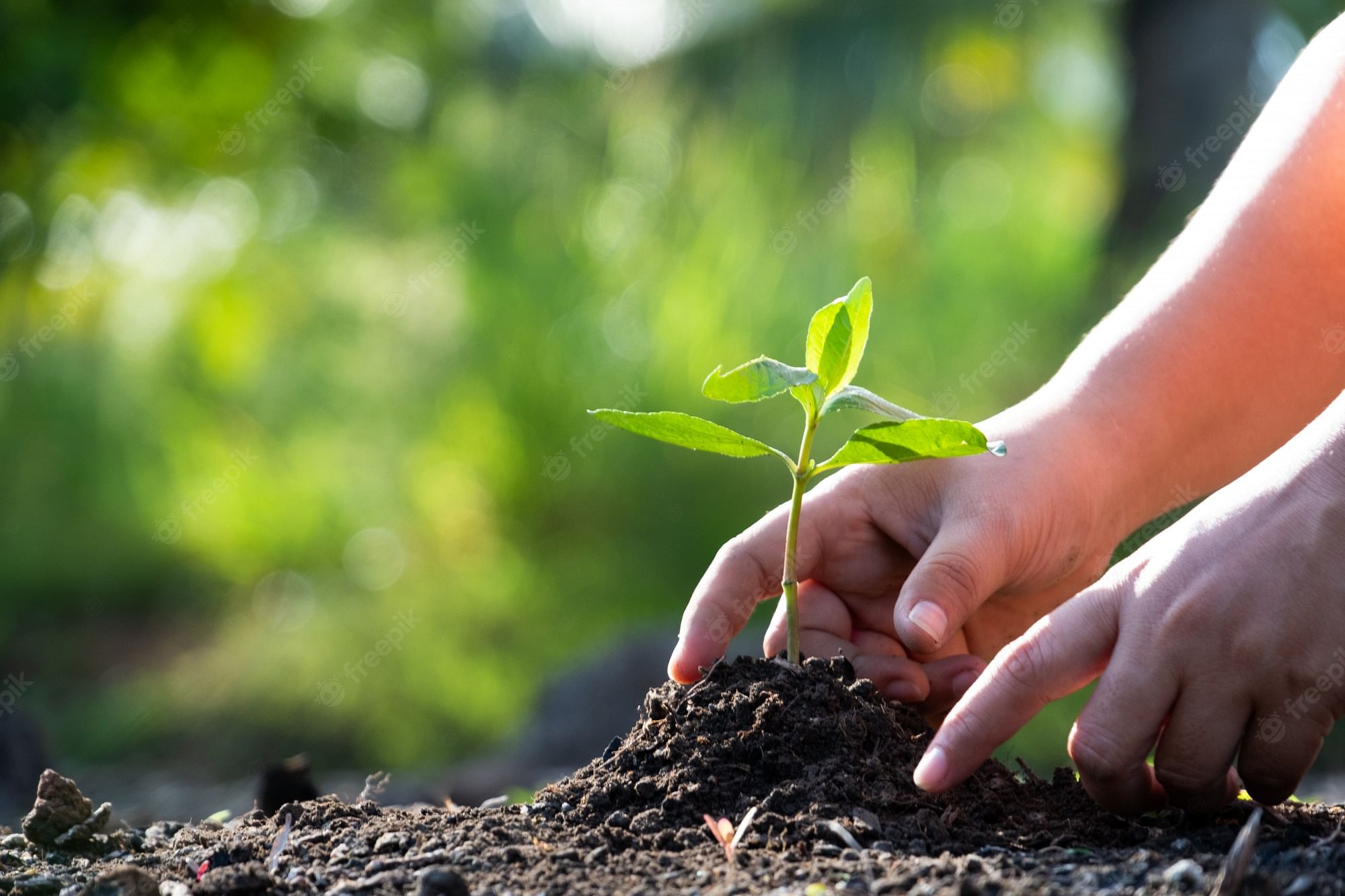 PM's award for planting trees: 