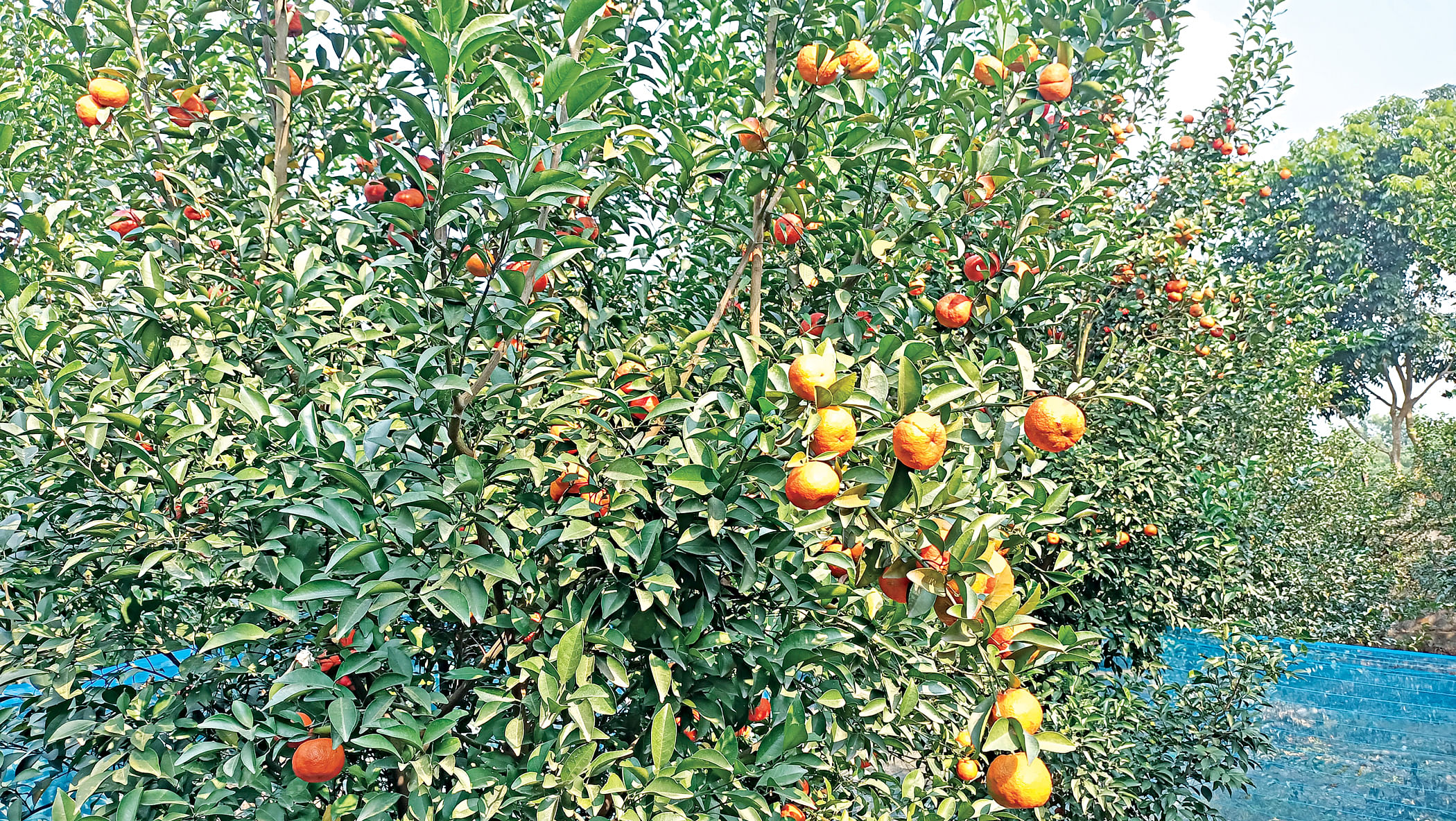 Fruit pleasure Development period over 12 years old Bangladesh