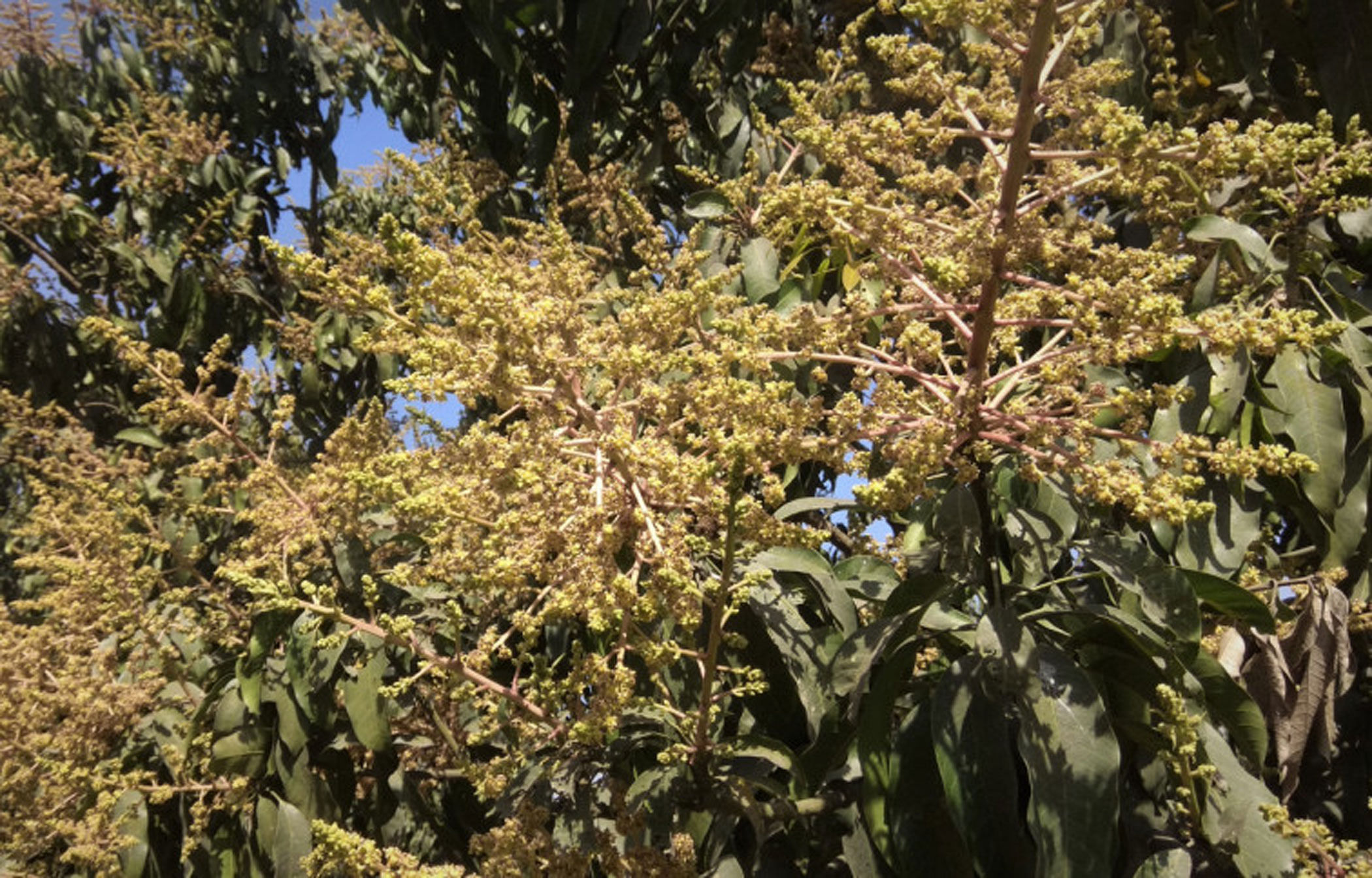 Mango tree in full bloom