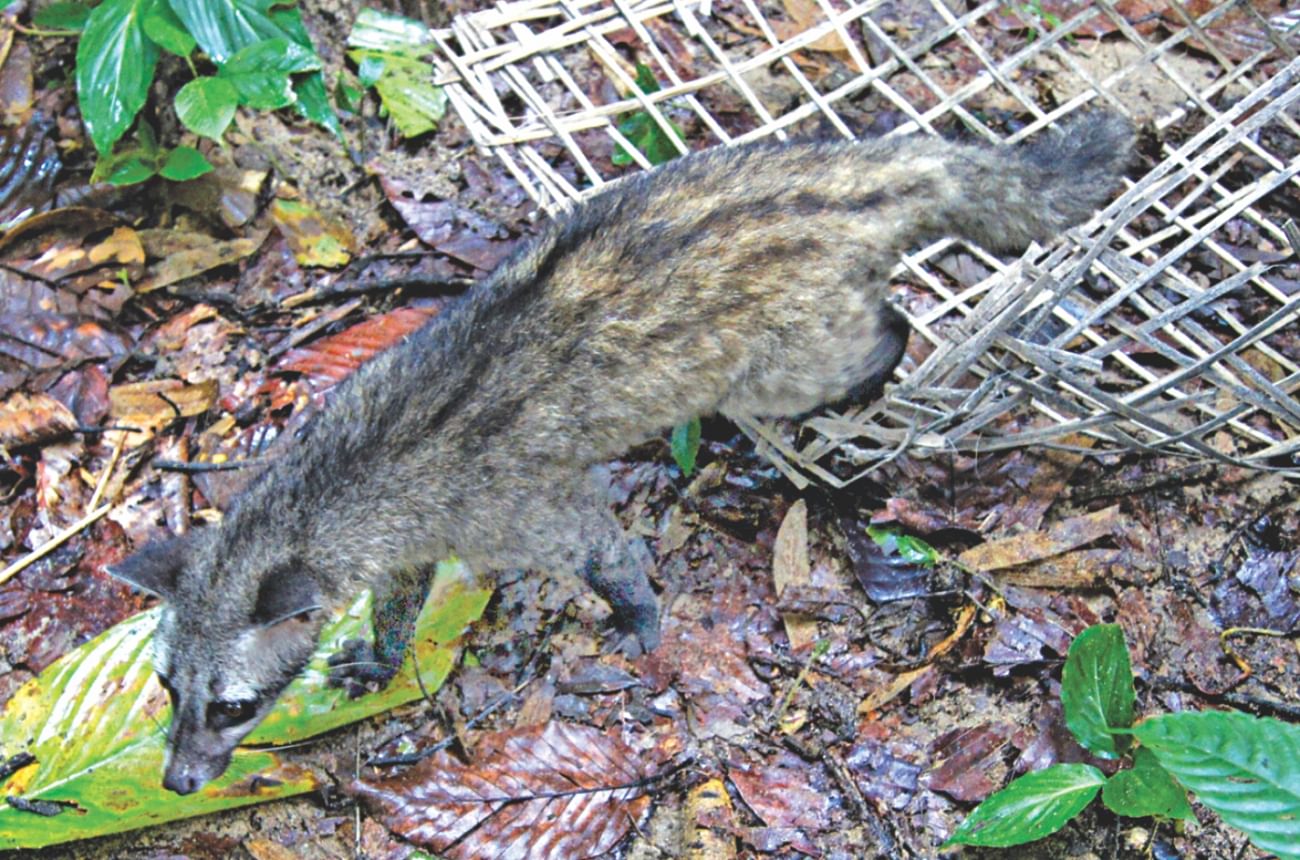 Rescued palm civet released into eco-park | The Daily Star