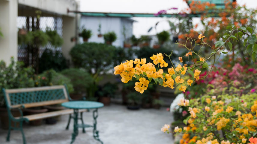 One tree for every 28 people?! Rooftop gardening becomes Dhaka’s answer