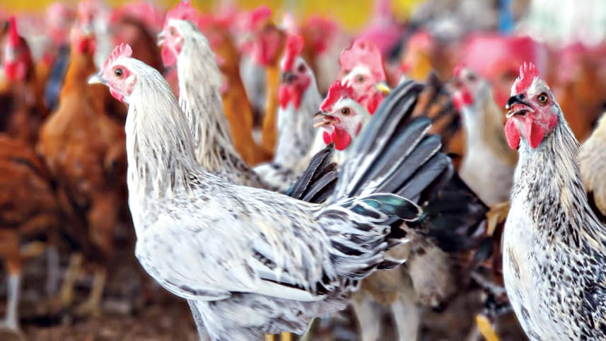 sonali_chicken.jpg