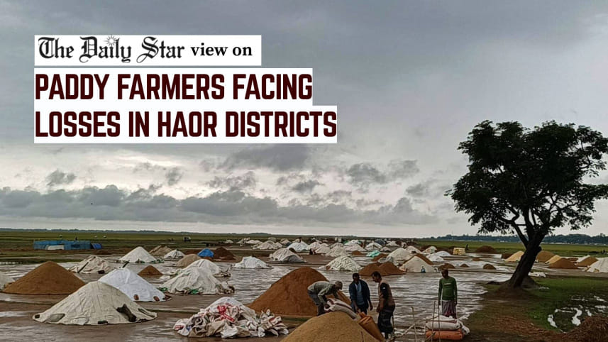 haor harvest crisis in Bangladesh