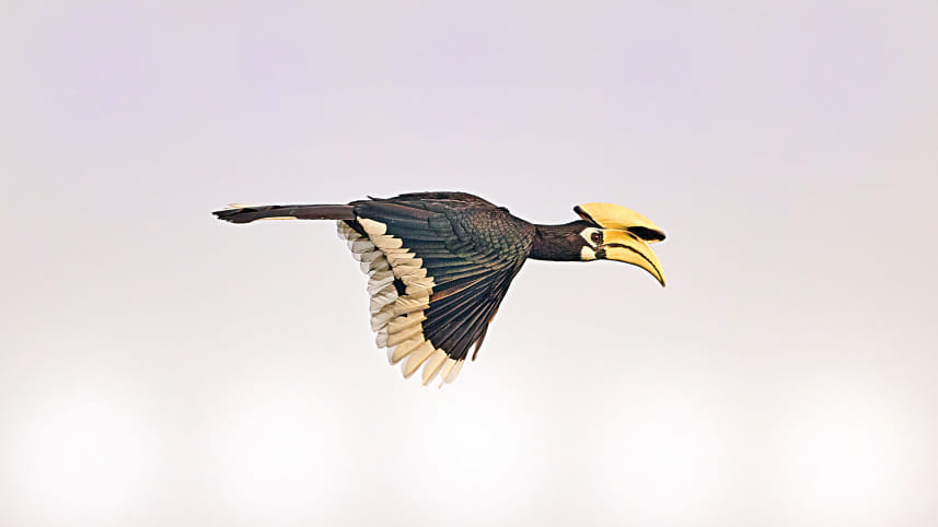 Satchari-National-Park.jpg
