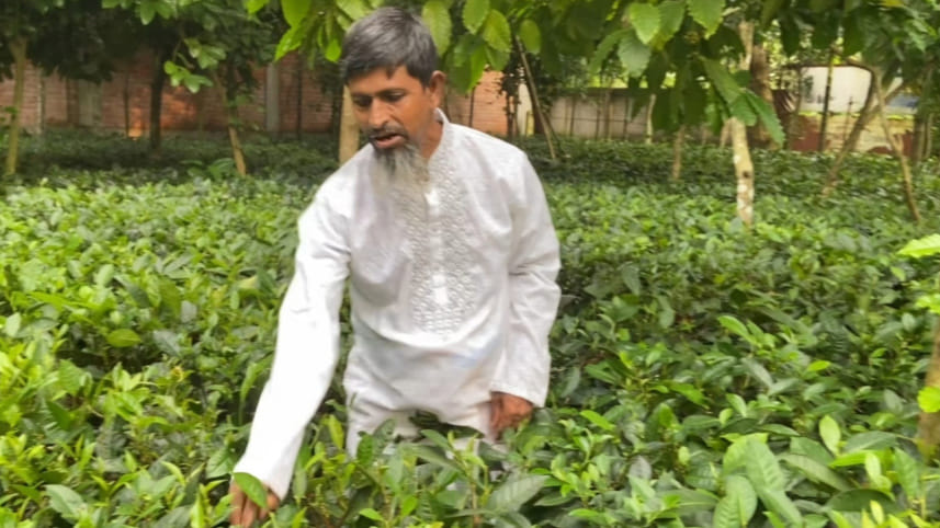 Tea-cultivation-Gazipur.jpg