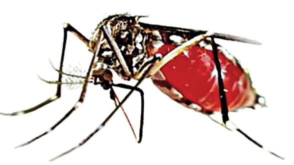 dengue.jpg