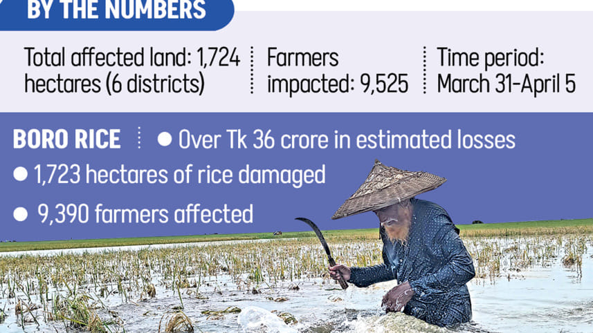 Bangladesh Boro Rice Crop Damage 2026