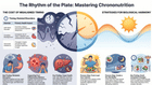 Chrononutrition