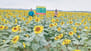 Sunflower Farming in Patuakhali Bangladesh