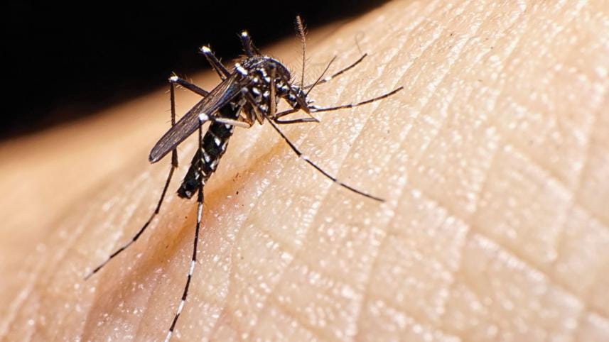 aedes-aegypti.jpg