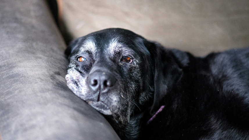 Is your pet over 10? These care tips could save their life