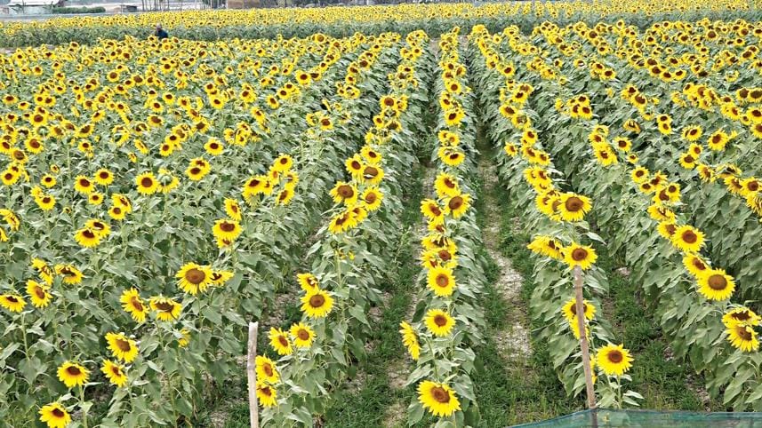 Sunflower cultivation