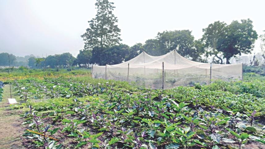 A vegetable patch 1.jpg