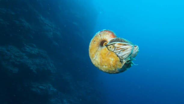 Allonautilus2.jpg