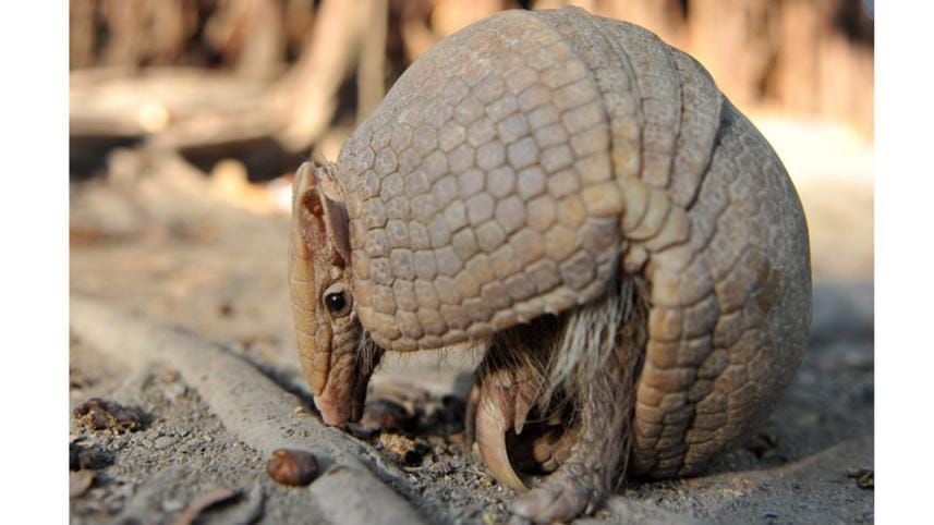 Armadilo-1WB.jpg