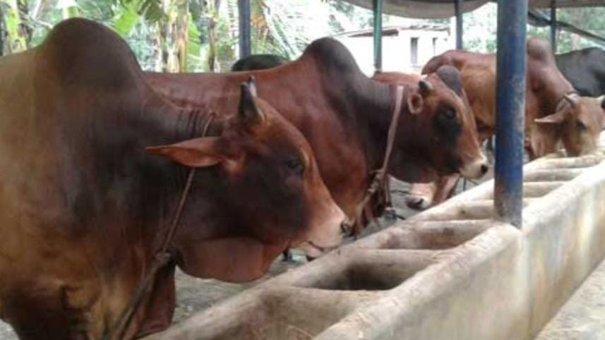 Artificial insemination.jpg