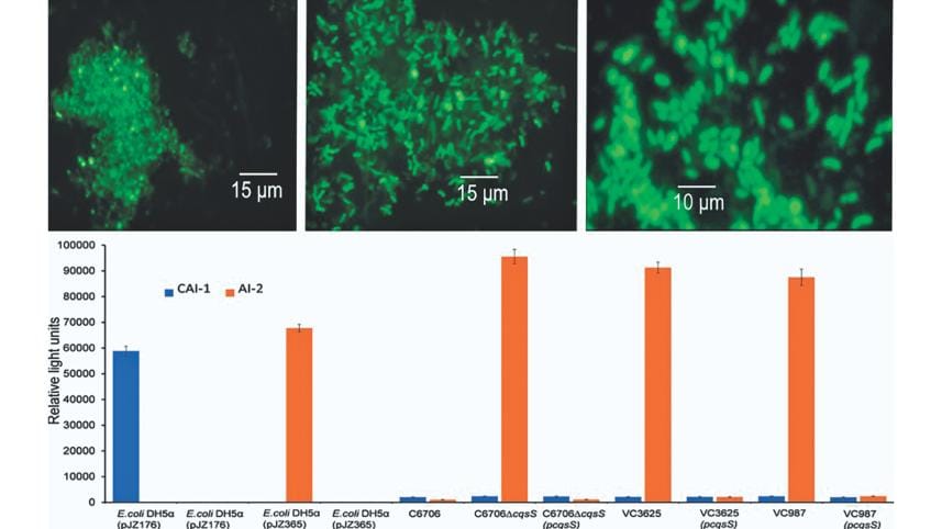 bacteria in various forms.jpg