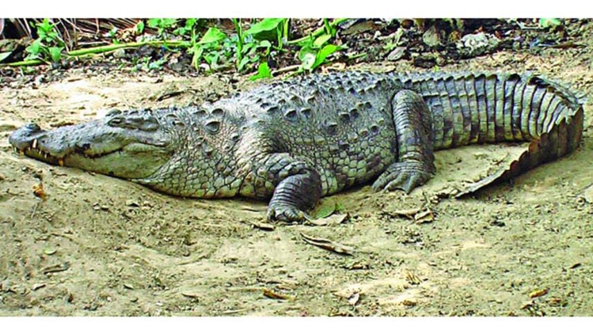 Bagerhat Photo of crocodile.jpg