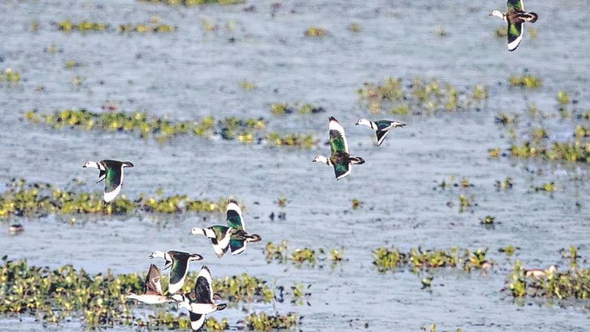 Sreemangal's Baikka Beel