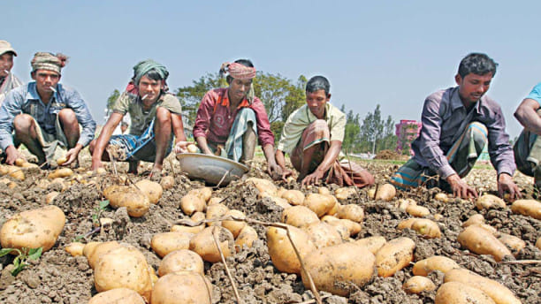 Bangladesh Potato Farmers