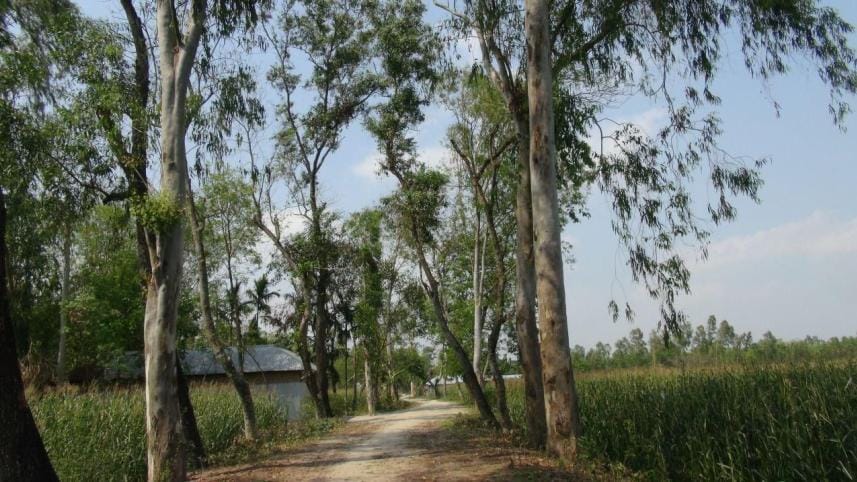 Bangladesh road side trees