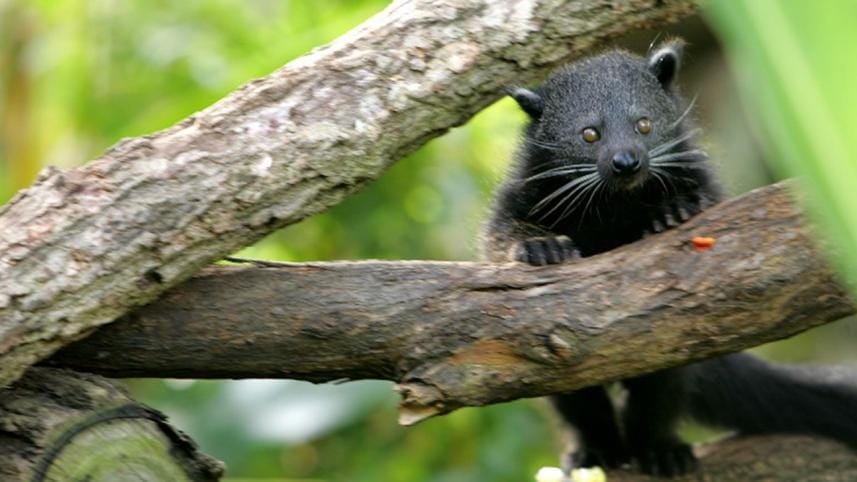 Binturong 