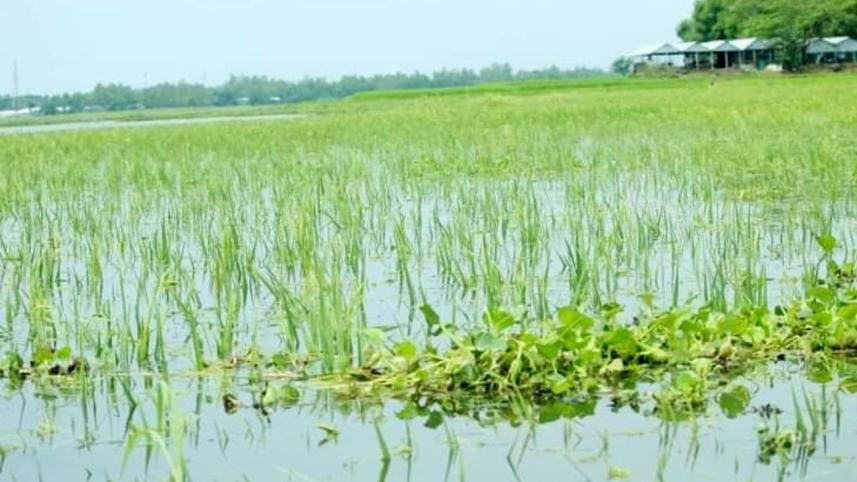 Boro paddy