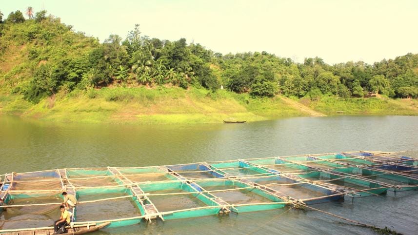 Cage Fish cultivation Rangamati.jpg