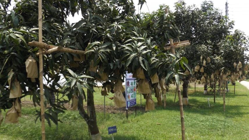Chemical-free mango