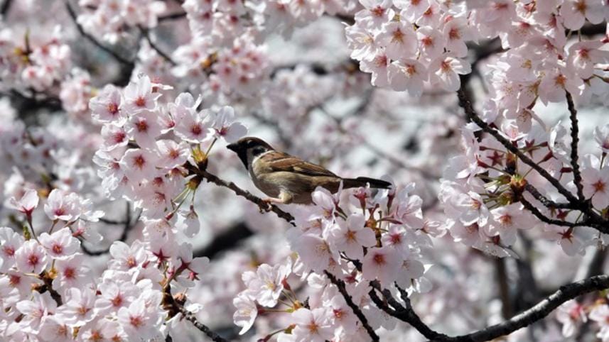 Cherry-blossom.jpg