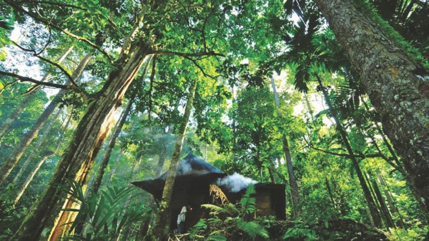 Contribution of forests to end hunger