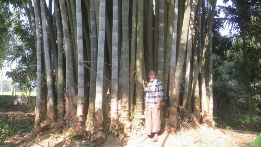 cop bamboo farming.jpg