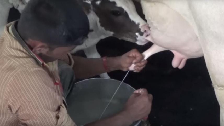 Lead in milk in Bangladesh