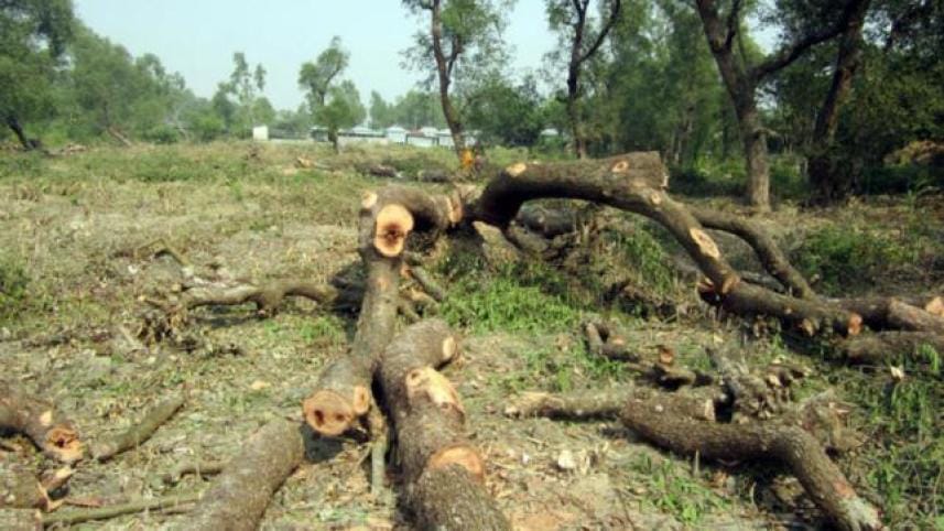 Cut down over 3,200 trees