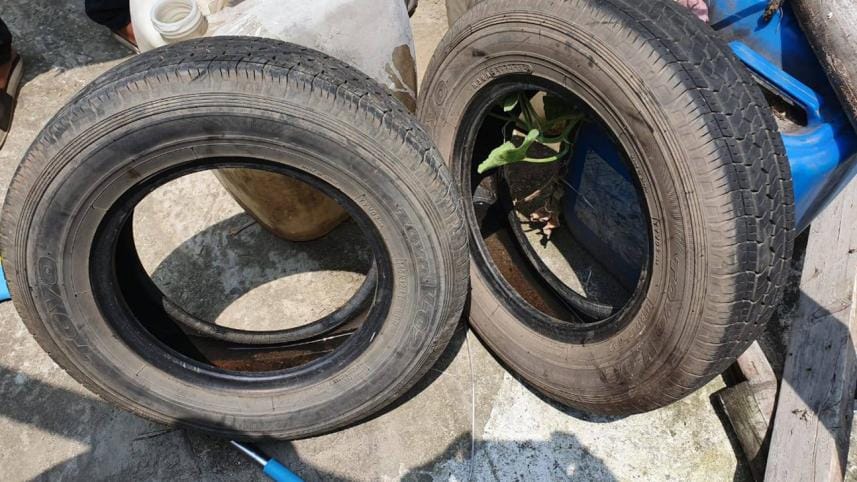 Aedes mosquito larvae