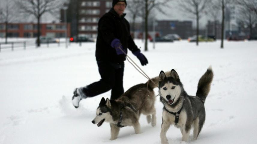 don't feed your dog raw meat.jpg